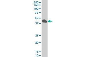 SMAD7 monoclonal antibody (M07), clone 4G11 Western Blot analysis of SMAD7 expression in HeLa . (SMAD7 antibody  (AA 160-260))