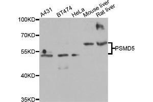Western blot analysis of extracts of various cell lines, using PSMD5 antibody (ABIN5975452) at 1/2000 dilution. (PSMD5 antibody)