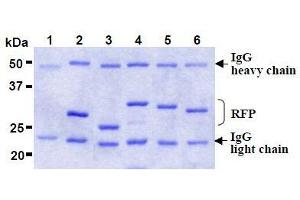 SDS-PAGE (SDS) image for anti-Red Fluorescent Protein (RFP) antibody (Agarose Beads) (ABIN1449297) (RFP antibody  (Agarose Beads))