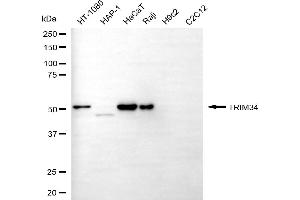 Western blotting analysis using TRIM34 antibody (ABIN7800632). (TRIM34 antibody)