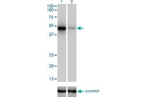 Western blot analysis of RBM9 over-expressed 293 cell line, cotransfected with RBM9 Validated Chimera RNAi (Lane 2) or non-transfected control (Lane 1). (RBM9 antibody  (AA 1-100))