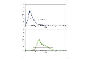 Flow cytometric analysis of CEM cells using HR2 Antibody (C-term)(bottom histogr) compared to a negative control cell (top histogr). (AMHR2 antibody  (C-Term))