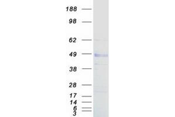 LOX Protein (Myc-DYKDDDDK Tag)