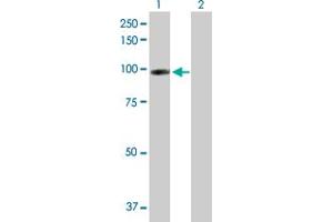 Western Blot analysis of CDH13 expression in transfected 293T cell line by CDH13 MaxPab polyclonal antibody. (Cadherin 13 antibody  (AA 1-713))