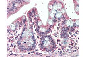 Anti-EML5 antibody IHC staining of human small intestine. (EML5 antibody  (AA 1326-1337))