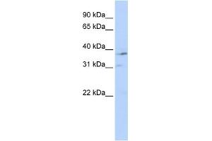 WB Suggested Anti-NR1I3 Antibody Titration:  0. (NR1I3 antibody  (Middle Region))