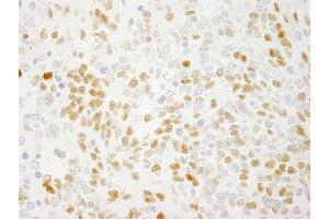 Immunohistochemistry (IHC) image for anti-Protein Quaking (QKI) (C-Term), (Isoform 5) antibody (ABIN7448749)