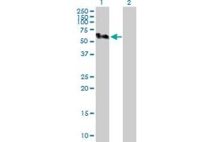Western Blot analysis of SMU1 expression in transfected 293T cell line by SMU1 MaxPab polyclonal antibody. (SMU1 antibody  (AA 1-513))