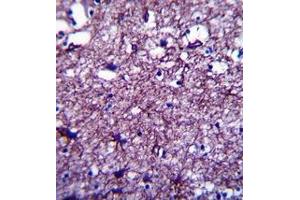 Formalin fixed and paraffin embedded human brain tissue reacted with DISC1 Antibody (C-term) followed by peroxidase conjugation of the secondary antibody and DAB staining. (DISC1 antibody  (C-Term))