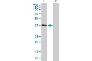 Western Blot analysis of ADH1B expression in transfected 293T cell line by ADH1B MaxPab polyclonal antibody. (ADH1B antibody  (AA 1-375))