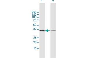 Western Blot analysis of GAPDH expression in transfected 293T cell line by GAPDH MaxPab polyclonal antibody. (GAPDH antibody  (AA 1-335))