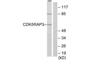 Western Blotting (WB) image for anti-CDK5 Regulatory Subunit Associated Protein 3 (CDK5RAP3) (Internal Region) antibody (ABIN1850275) (CDK5RAP3 antibody  (Internal Region))