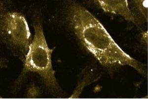 Immunofluorescence with the mouse anti- caveolin 1 antibody on human endothelial cells.