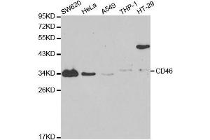 Western blot analysis of extracts of various cell lines, using CD46 antibody. (CD46 antibody  (AA 40-320))