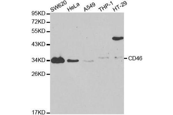 CD46 anticorps  (AA 40-320)