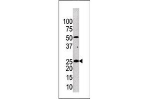 Western blot analysis of anti-KLK4 Pab (ABIN390304 and ABIN2840739) in mouse brain tissue lysate. (Kallikrein 4 antibody  (AA 85-115))