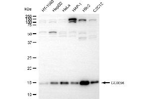 Western blotting analysis using COX5B antibody (ABIN7798248). (Recombinant COX5B antibody)