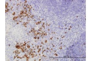 Immunoperoxidase of monoclonal antibody to FGF1 on formalin-fixed paraffin-embedded human tonsil. (FGF1 antibody  (AA 46-155))