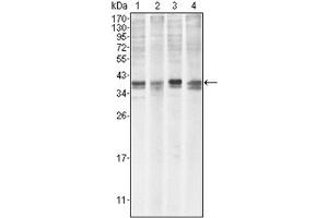 Western Blotting (WB) image for anti-Induced Myeloid Leukemia Cell Differentiation Protein Mcl-1 (MCL1) antibody (ABIN1108171) (MCL-1 antibody)