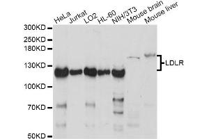 Western blot analysis of extracts of various cell lines, using LDLR antibody (ABIN6290562) at 1:1000 dilution. (LDLR antibody)