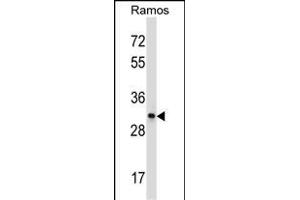 CD27 Antibody (C-term) (ABIN657662 and ABIN2846656) western blot analysis in Ramos cell line lysates (35 μg/lane). (CD27 antibody  (C-Term))