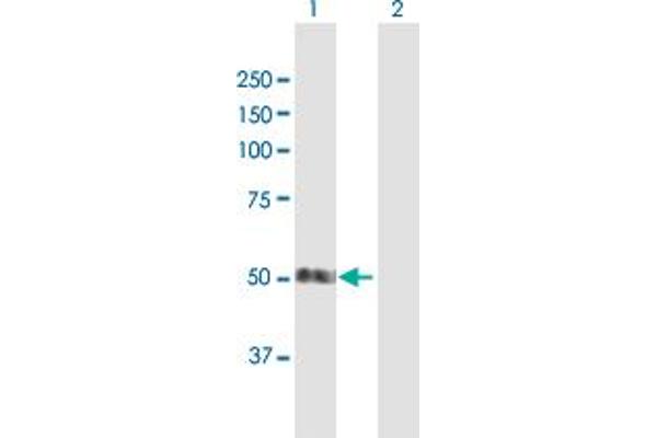 SMAP1 antibody  (AA 1-440)