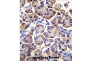 MRPS12 Antibody (Center K43) (ABIN656569 and ABIN2845829) immunohistochemistry analysis in formalin fixed and paraffin embedded human pancreas tissue followed by peroxidase conjugation of the secondary antibody and DAB staining. (MRPS12 antibody  (AA 28-59))