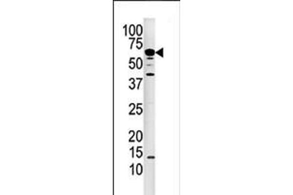 CAN antibody  (N-Term)