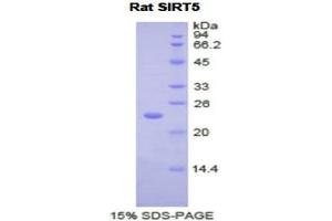 SDS-PAGE (SDS) image for Sirtuin 5 (SIRT5) (AA 48-244) protein (His tag) (ABIN2122096) (SIRT5 Protein (AA 48-244) (His tag))