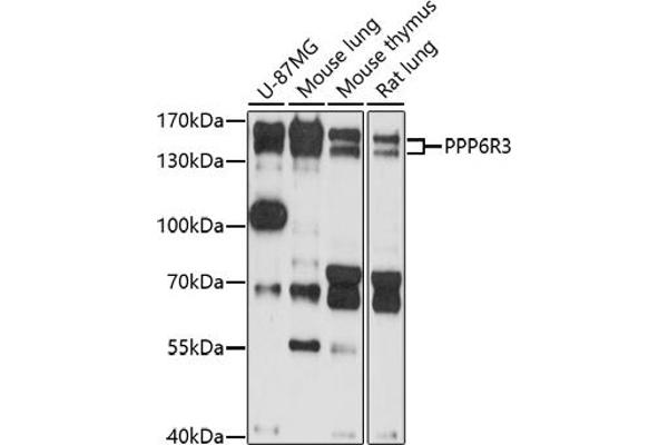PPP6R3 antibody  (AA 1-260)