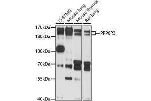Western blot analysis of extracts of various cell lines, using PPP6R3 antibody (ABIN7269694) at 1:1000 dilution. (PPP6R3 antibody  (AA 1-260))