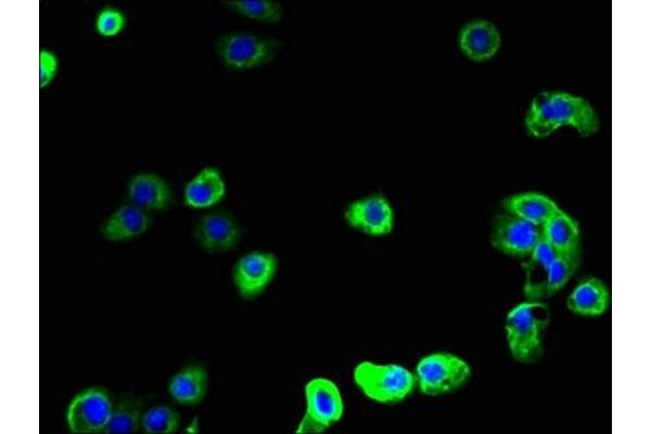 SCAMP2 antibody  (AA 1-153)