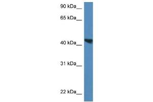 WB Suggested Anti-Meis3 Antibody   Titration: 1.