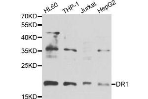 Western blot analysis of extracts of various cell lines, using DR1 antibody (ABIN5975441) at 1/1000 dilution. (DR1 antibody)