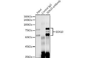 Immunoprecipitation analysis of 300 μg extracts of C6 cells using 3 μg SOX10 antibody (ABIN7270567). (SOX10 antibody)