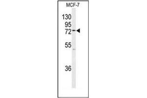 Western blot analysis of KIAA0776 / UFL1 Antibody (Center) in MCF-7 cell line lysates (35ug/lane). (UFL1 antibody  (C-Term, Middle Region))