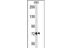 PCDHB5 Antibody (Center) (ABIN657154 and ABIN2846288) western blot analysis in 293 cell line lysates (35 μg/lane). (PCDHb5 antibody  (AA 278-307))