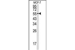 Western blot analysis of EEF1A1 Antibody in MCF-7 cell line lysates (35ug/lane)
