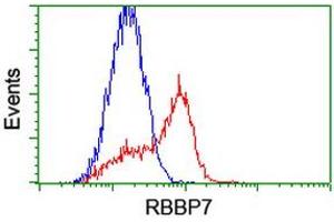 HEK293T cells transfected with either RC217969 overexpress plasmid (Red) or empty vector control plasmid (Blue) were immunostained by anti-RBBP7 antibody (ABIN2455168), and then analyzed by flow cytometry. (RBBP7 antibody)