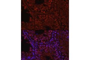 Immunofluorescence analysis of mouse testis using C1orf146 Rabbit pAb (ABIN7266368) at dilution of 1:100 (40x lens). (C1ORF146 antibody)