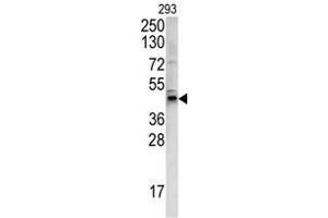Western blot analysis of WNT4 antibody (C-term) in 293 cell line lysates (35ug/lane).