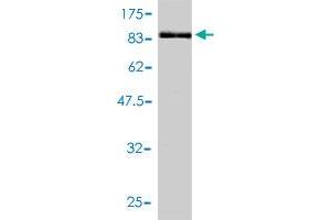 Western Blotting (WB) image for anti-T-Complex 1 (TCP1) (AA 1-556) antibody (ABIN563128)