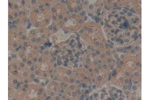 DAB staining on IHC-P; Samples: Rat Kidney Tissue (NPS antibody  (AA 26-89))