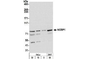 Western Blotting (WB) image for anti-Nuclear Cap Binding Protein Subunit 1, 80kDa (NCBP1) (AA 482-532) antibody (ABIN7454786) (NCBP1 antibody  (AA 482-532))