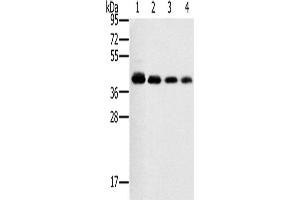 Western Blotting (WB) image for anti-Prostaglandin E Receptor 1 (Subtype EP1), 42kDa (PTGER1) antibody (ABIN2435250) (PTGER1 antibody)