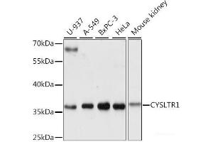 Western blot analysis of extracts of various cell lines using CYSLTR1 Polyclonal Antibody at dilution of 1:1000. (CysLTR1 antibody)
