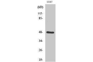 Western Blotting (WB) image for anti-SH3-Domain GRB2-Like Endophilin B2 (SH3GLB2) (Internal Region) antibody (ABIN3174953) (SH3GLB2 antibody  (Internal Region))