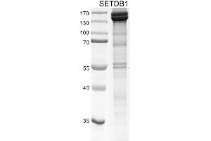 SETDB1 Protein (DYKDDDDK Tag)