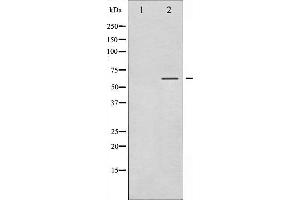 SGK1 antibody  (pSer422)