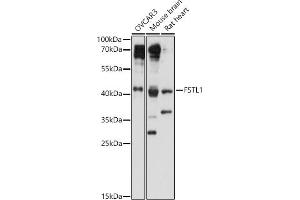 Western blot analysis of extracts of various cell lines, using FSTL1 antibody (ABIN7267227) at 1:1000 dilution. (FSTL1 antibody  (AA 1-308))